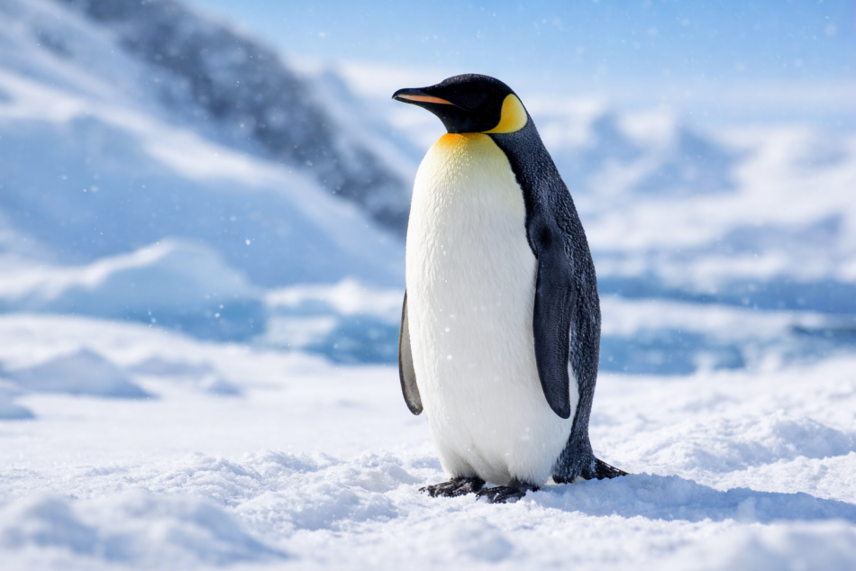 Пингвины: как эволюция изменила их способности и образ жизни